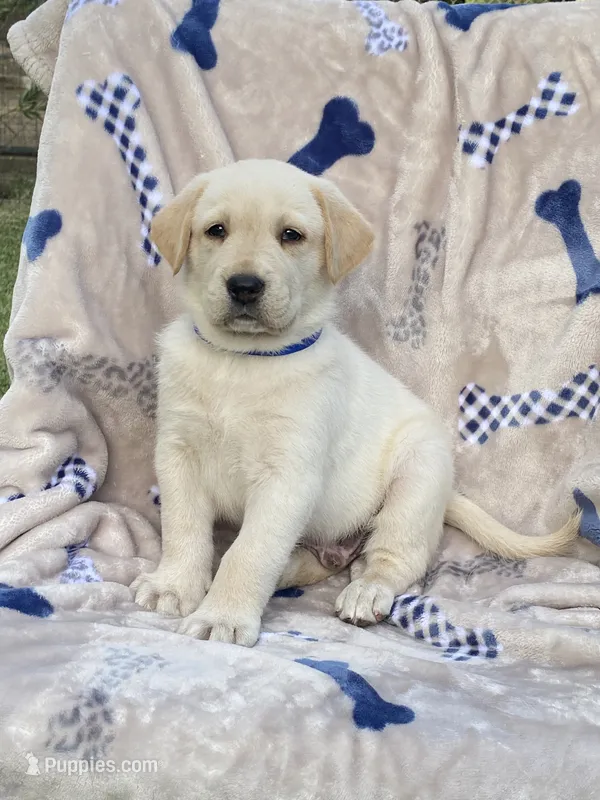 Labrador  – Labrador Retriever puppy for sale in Lindsay, CA