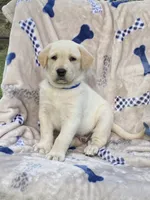 Labrador , a male Labrador Retriever for sale in Lindsay, CA – 1 of 5