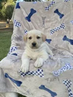 Labrador , a female Labrador Retriever for sale in Lindsay, CA – 5 of 5