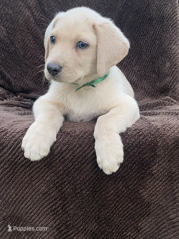 Labrador  – Labrador Retriever puppy for sale in Lindsay, CA
