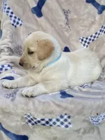 Labrador , a female Labrador Retriever for sale in Lindsay, CA – 2 of 5