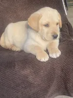 Labrador , a female Labrador Retriever for sale in Lindsay, CA – 3 of 3