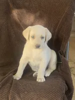 Labrador , a female Labrador Retriever for sale in Lindsay, CA – 2 of 2