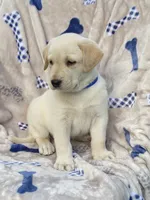 Labrador , a male Labrador Retriever for sale in Lindsay, CA – 3 of 5