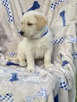 Labrador , a male Labrador Retriever for sale in Lindsay, CA – 4 of 5