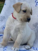 Labrador , a female Labrador Retriever for sale in Lindsay, CA – 3 of 3