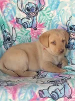 Labrador, a female Labrador Retriever for sale in Lindsay, CA – Photo 6 of 6