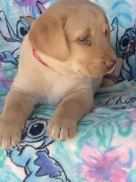 Labrador, a female Labrador Retriever for sale in Lindsay, CA – Photo 2 of 6