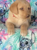 Labrador, a female Labrador Retriever for sale in Lindsay, CA – Photo 4 of 6