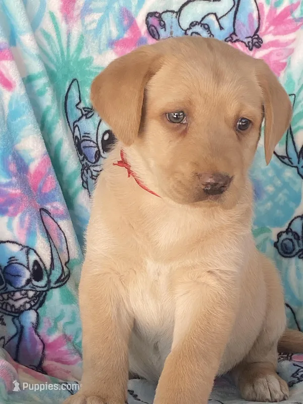 Labrador, a female Labrador Retriever for sale in Lindsay, CA – Photo 1 of 6