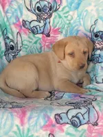 Labrador, a female Labrador Retriever for sale in Lindsay, CA – Photo 5 of 6