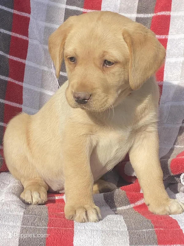 Labrador – Labrador Retriever puppy for sale in Lindsay, CA