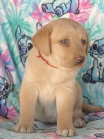 Labrador, a female Labrador Retriever for sale in Lindsay, CA – Photo 3 of 6