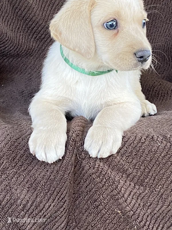 Labrador  – Labrador Retriever puppy for sale in Lindsay, CA
