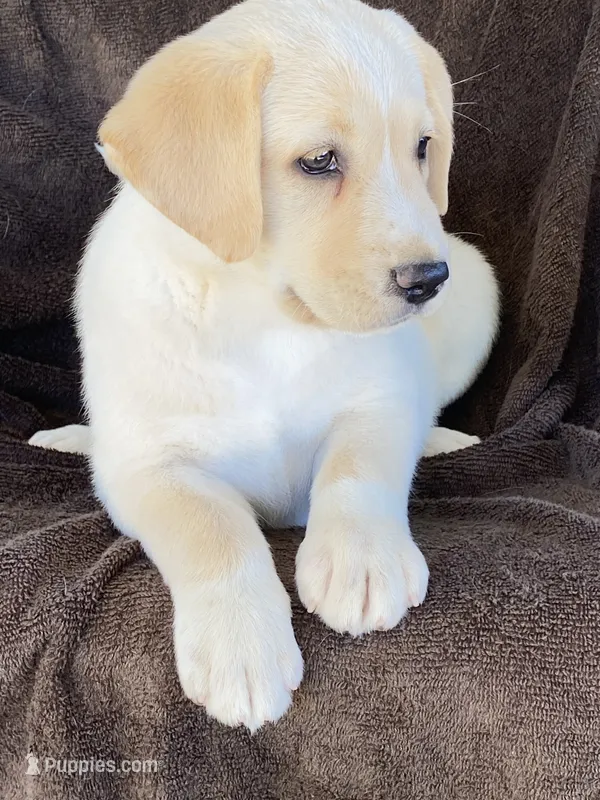 Labrador  – Labrador Retriever puppy for sale in Lindsay, CA