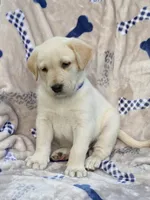 Labrador , a male Labrador Retriever for sale in Lindsay, CA – 2 of 5