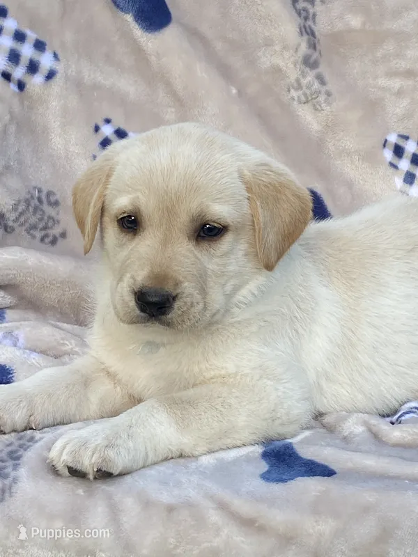 Labrador  – Labrador Retriever puppy for sale in Lindsay, CA
