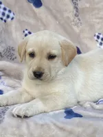 Labrador , a female Labrador Retriever for sale in Lindsay, CA – 1 of 5