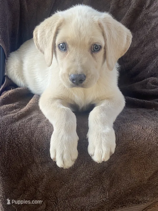 Labrador  – Labrador Retriever puppy for sale in Lindsay, CA
