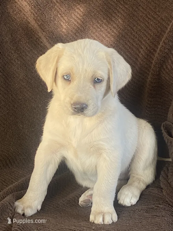 Labrador  – Labrador Retriever puppy for sale in Lindsay, CA