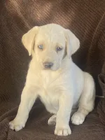 Labrador , a female Labrador Retriever for sale in Lindsay, CA – 1 of 2