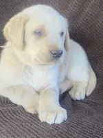 Labrador , a male Labrador Retriever for sale in Lindsay, CA – 2 of 2