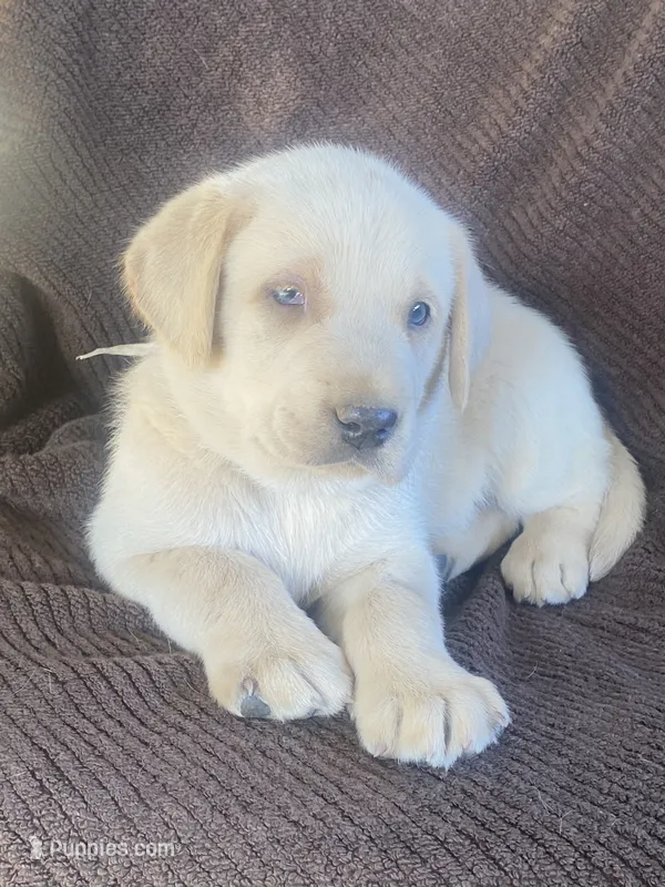 Labrador  – Labrador Retriever puppy for sale in Lindsay, CA