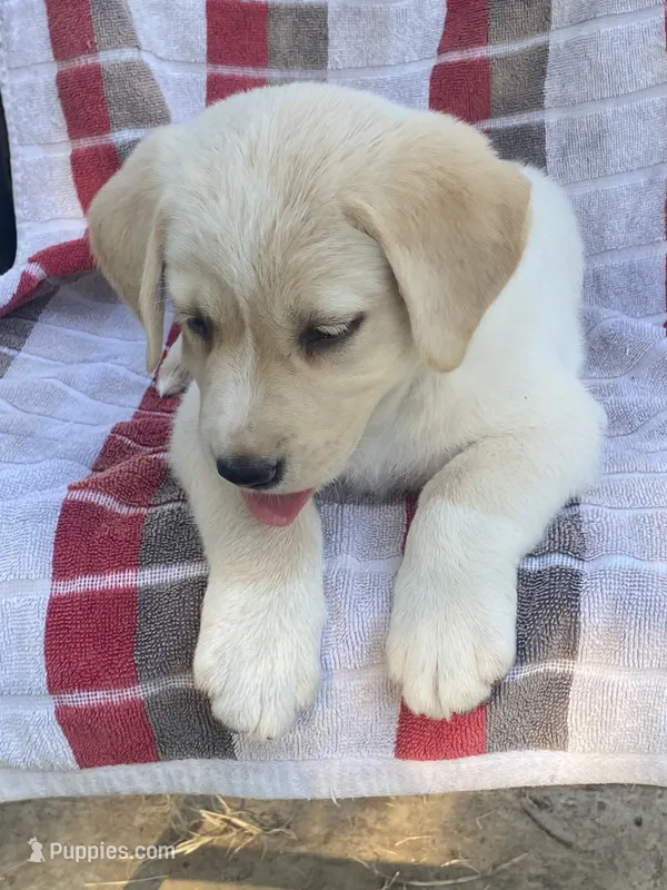 Labrador  – Labrador Retriever puppy for sale in Lindsay, CA