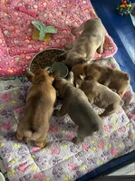 Roo, a male French Bulldog for sale in Dekalb, IL – Photo 3 of 5