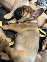 Roo, a male French Bulldog for sale in Dekalb, IL – Photo 4 of 5