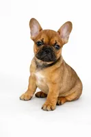 Roo, a male French Bulldog for sale in Dekalb, IL – Photo 1 of 5