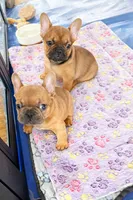 Thumper, a male French Bulldog for sale in Dekalb, IL – Photo 2 of 5