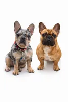 Thumper, a male French Bulldog for sale in Dekalb, IL – Photo 5 of 5