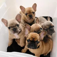 Thumper, a male French Bulldog for sale in Dekalb, IL – Photo 3 of 5