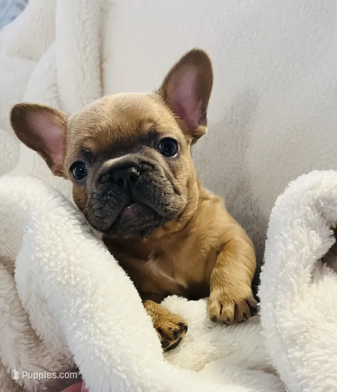 Thumper – French Bulldog puppy for sale in Dekalb, IL