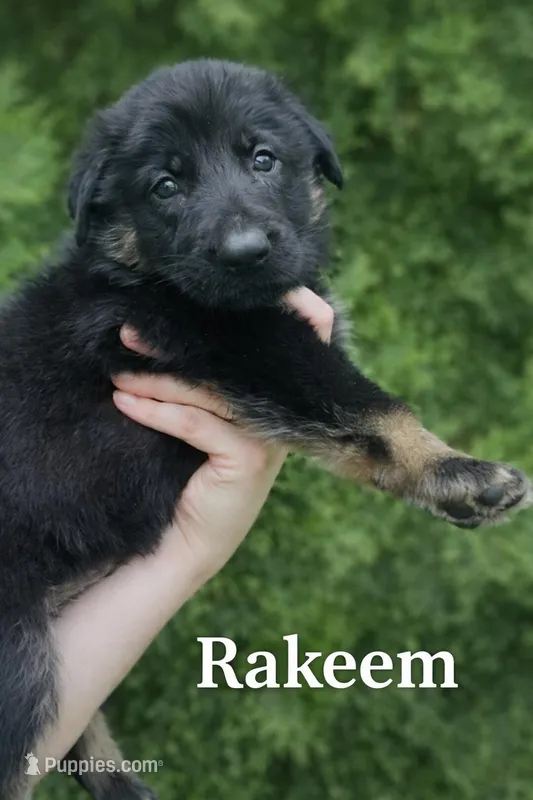Rakeem  – German Shepherd Dog puppy for sale in Tyler, TX