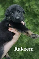 Rakeem , a male German Shepherd Dog for sale in Tyler, TX – 1 of 1