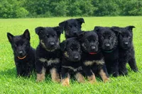 Ransom, a male German Shepherd Dog for sale in Tyler, TX – 2 of 7