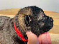 Havoc, a male German Shepherd Dog for sale in Tyler, TX – 3 of 8