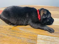 Havoc, a male German Shepherd Dog for sale in Tyler, TX – 2 of 8