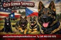 Havoc, a male German Shepherd Dog for sale in Tyler, TX – 7 of 8