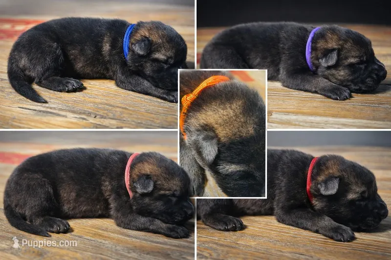 Havoc – German Shepherd Dog puppy for sale in Tyler, TX