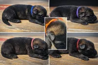 Havoc, a male German Shepherd Dog for sale in Tyler, TX – 1 of 8