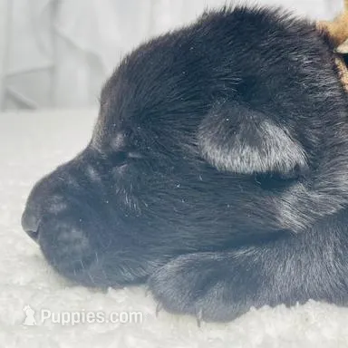 Vandal, a male German Shepherd Dog for sale in Tyler, TX – Photo 2 of 3