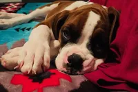 KIMA, a female Boxer for sale in Tyler, TX – 1 of 9