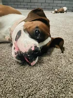 KIMA, a female Boxer for sale in Tyler, TX – 8 of 9