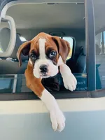 KIMA, a female Boxer for sale in Tyler, TX – 9 of 9