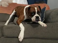 KIMA, a female Boxer for sale in Tyler, TX – 7 of 9