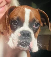 KIMA, a female Boxer for sale in Tyler, TX – 6 of 9