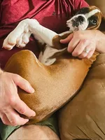 KIMA, a female Boxer for sale in Tyler, TX – 4 of 9